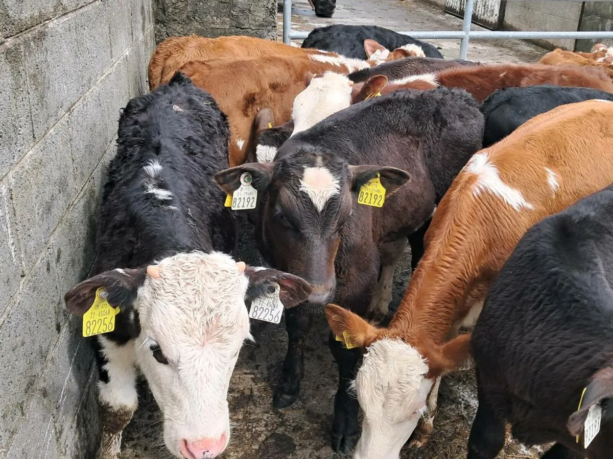 12 HEREFORD AND ANGUS BULLS GRASS CALVES - Image 4