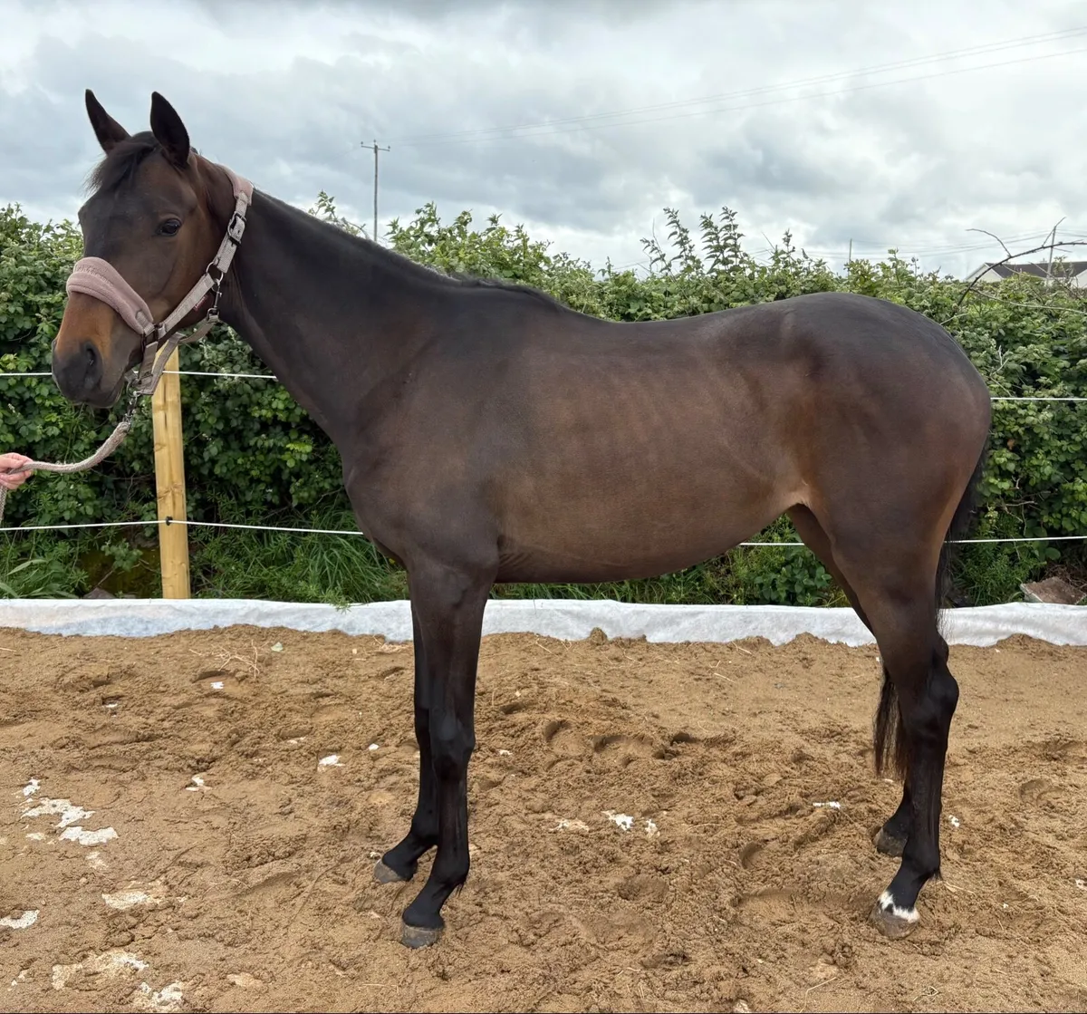 ✨Beautiful 2yo filly for sale ✨ - Image 1