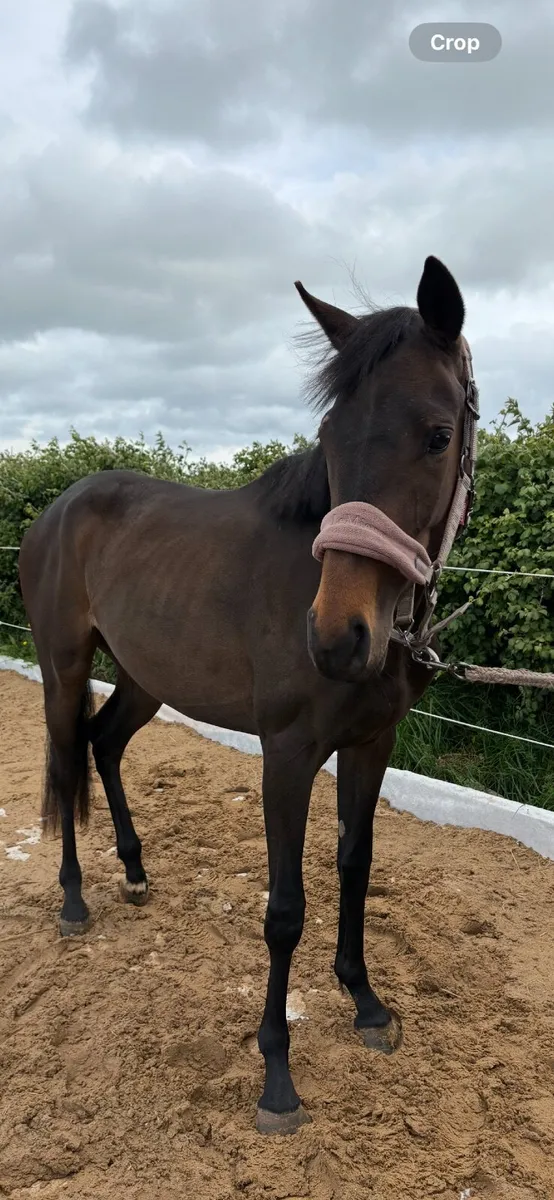 ✨Beautiful 2yo filly for sale ✨ - Image 4