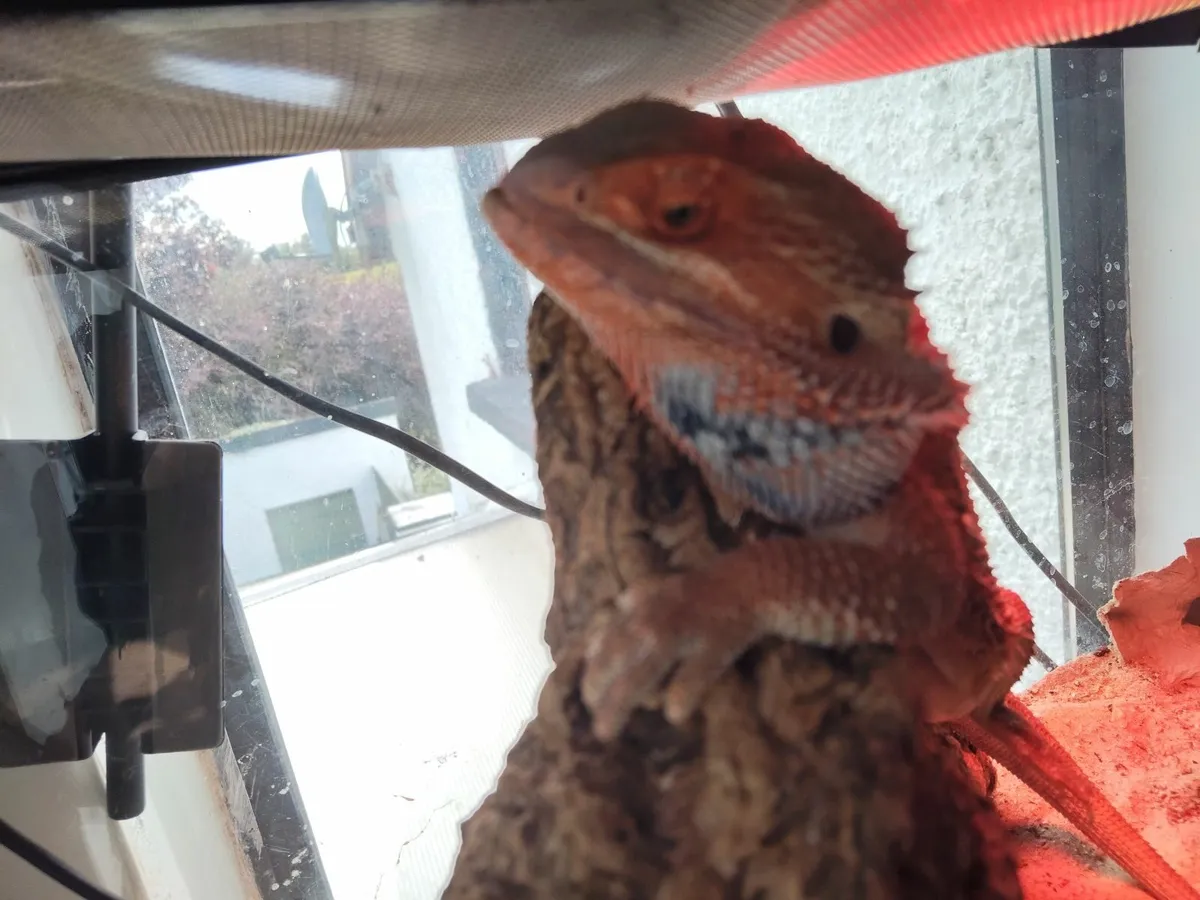Reptile - Image 1
