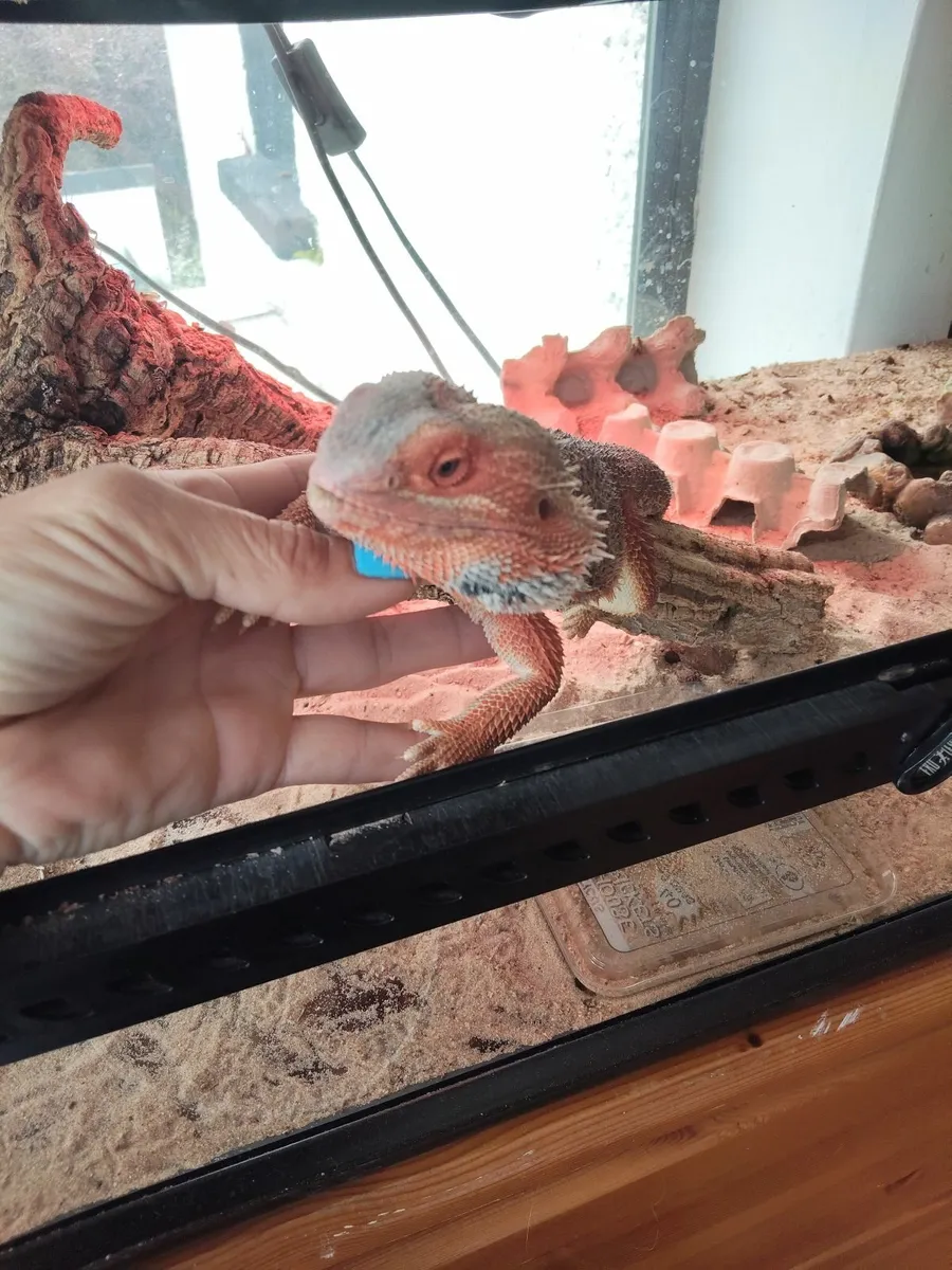 Reptile - Image 2