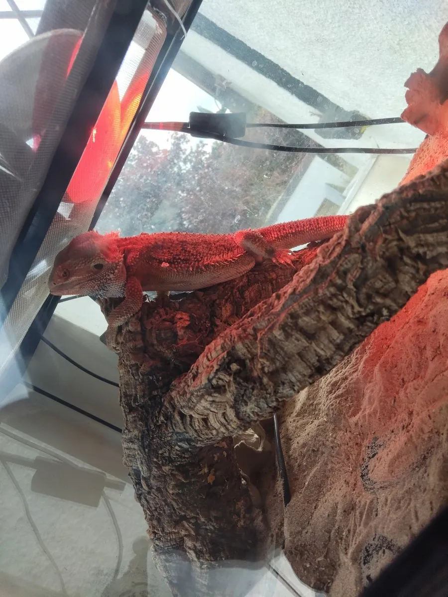 Reptile - Image 3