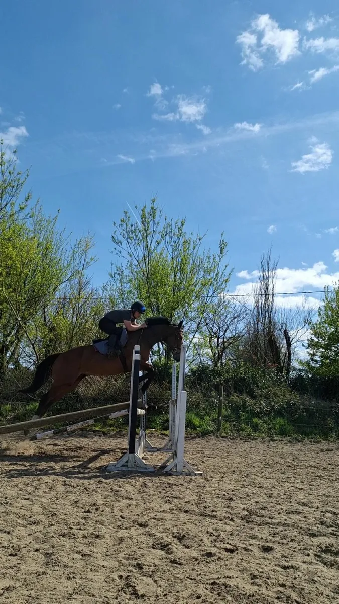 Horse - Image 2
