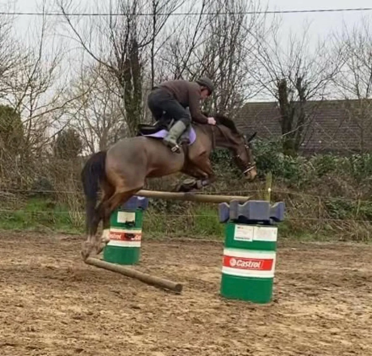 Horse - Image 4