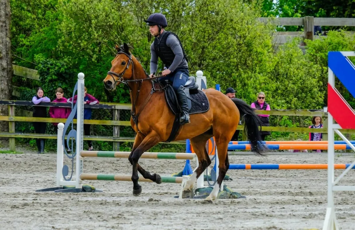 Super Talented Gelding - Image 1