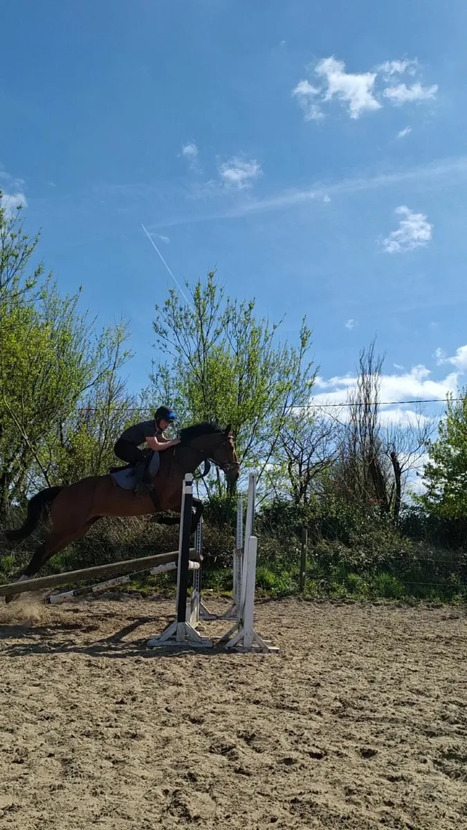 Horse - Image 3