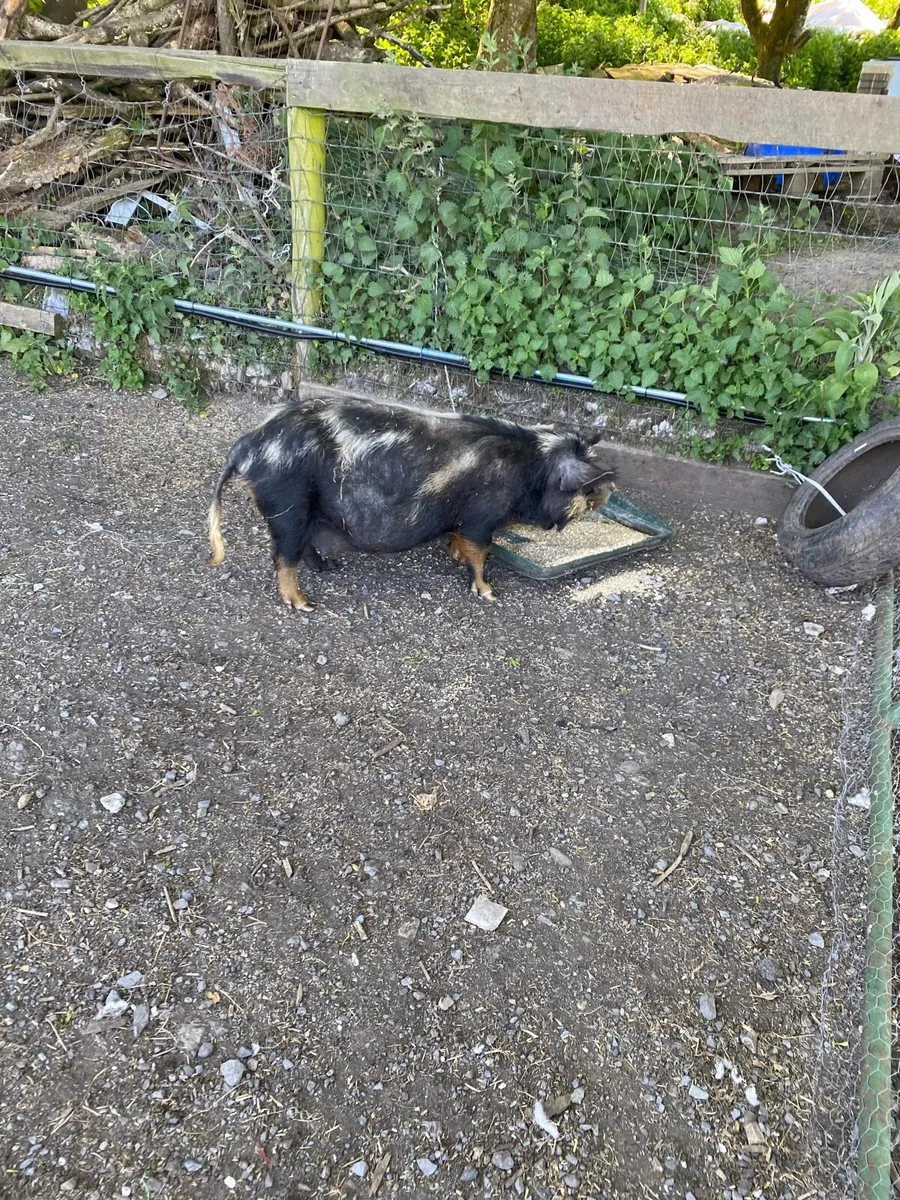 Kune Kune sows and piglet for sale - Image 2