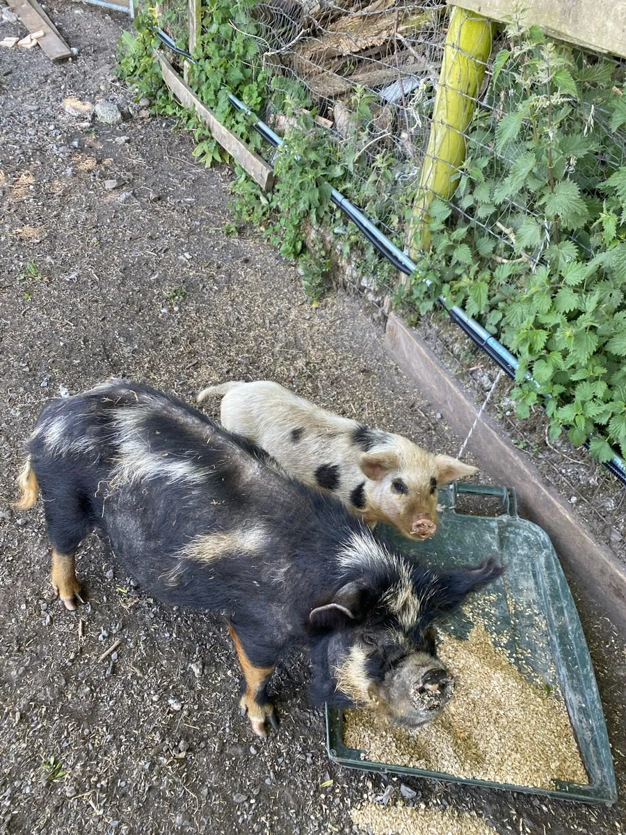 Kune Kune sows and piglet for sale - Image 3