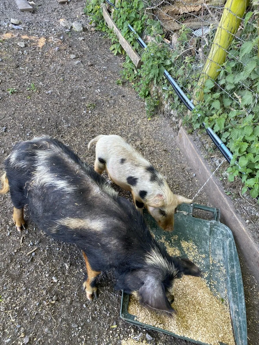 Kune Kune sows and piglet for sale - Image 4