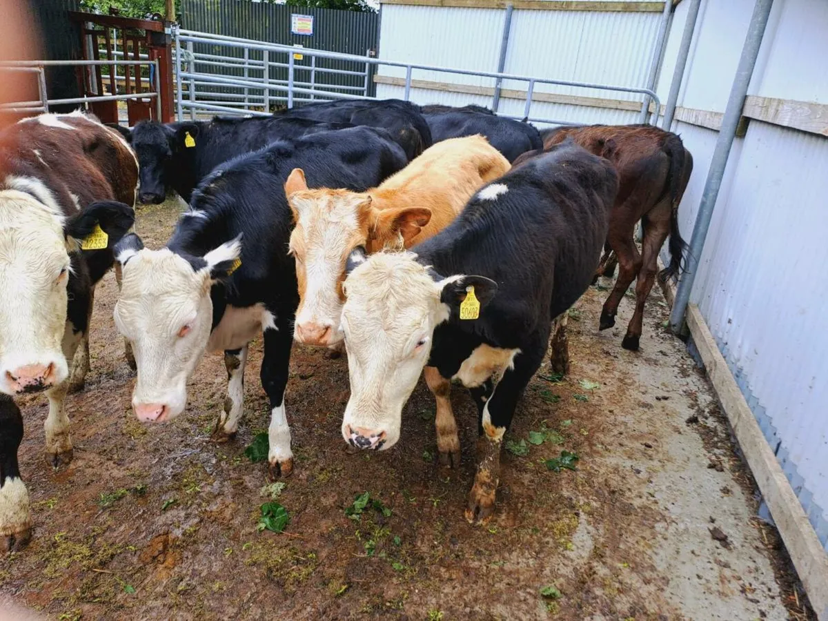 10 Smashing heifers 260KGS - Image 2