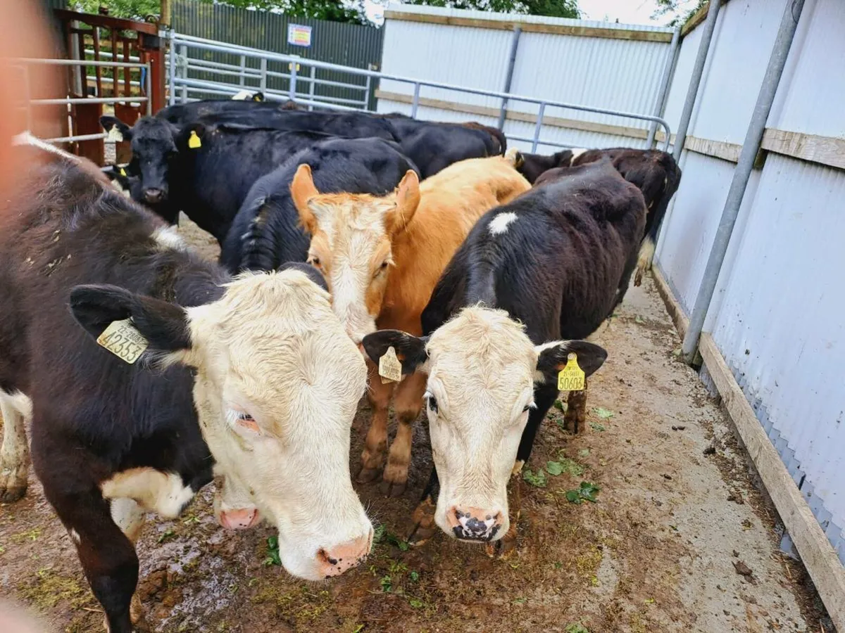 10 Smashing heifers 260KGS - Image 3