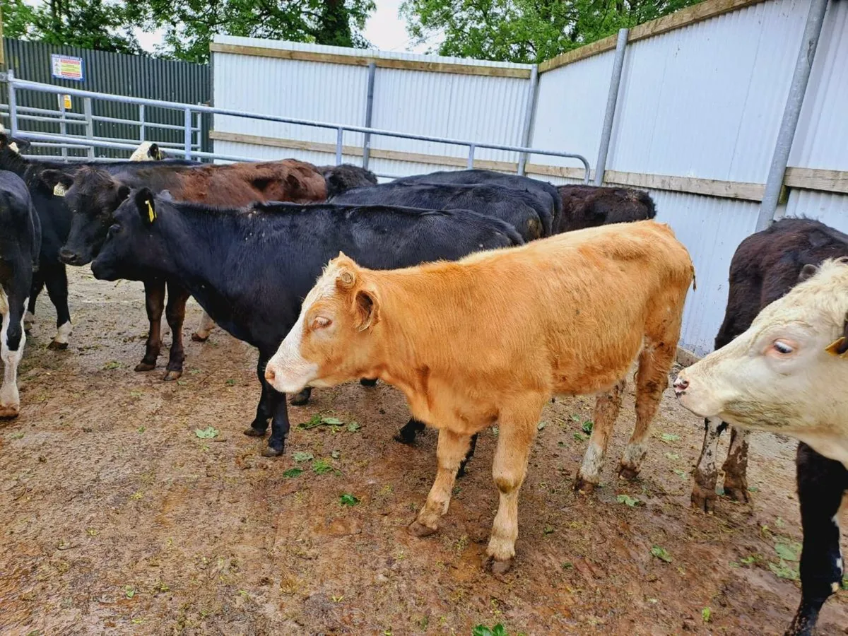 10 Smashing heifers 260KGS - Image 4