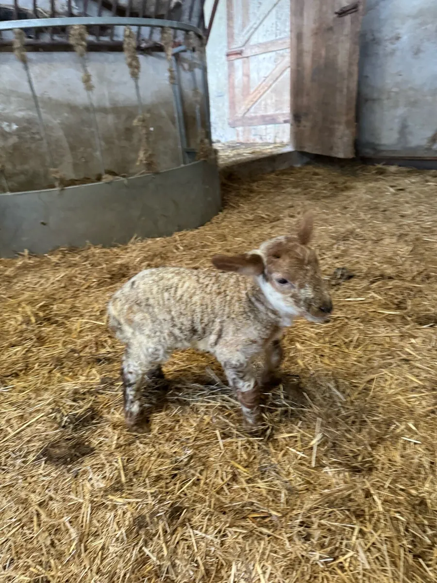 Ewe Pet lamb for Sale - Image 1