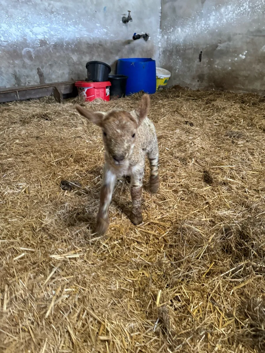 Ewe Pet lamb for Sale - Image 2