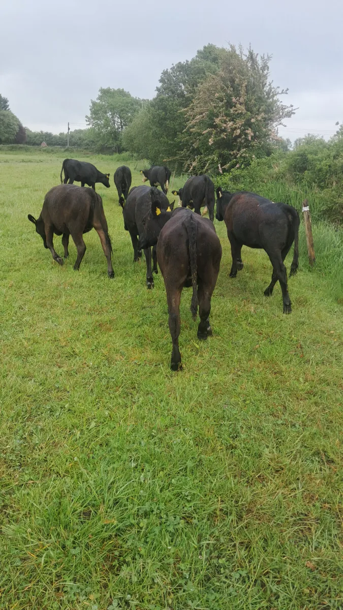 Weanling heifers - Image 1