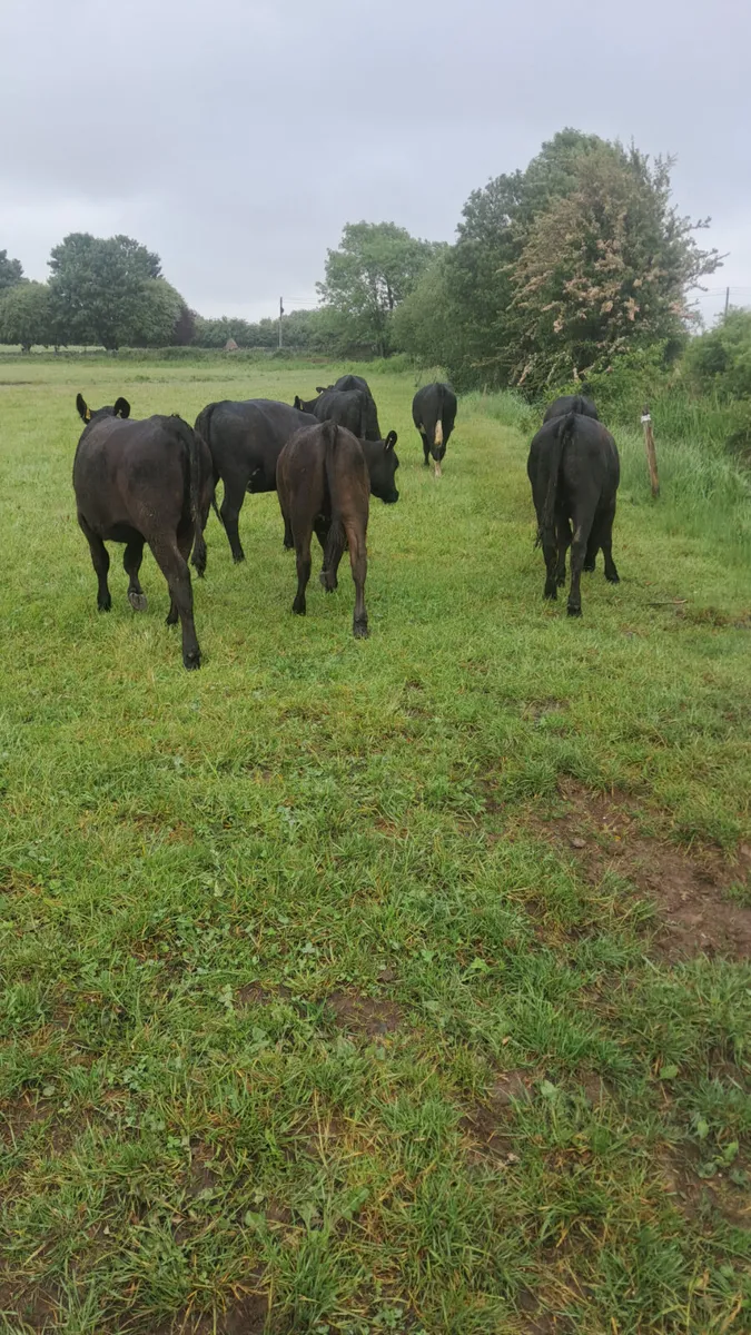 Weanling heifers - Image 2