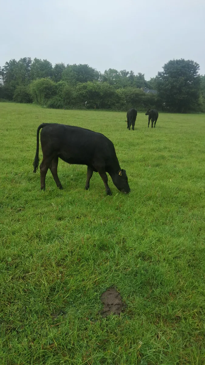 Weanling heifers - Image 3