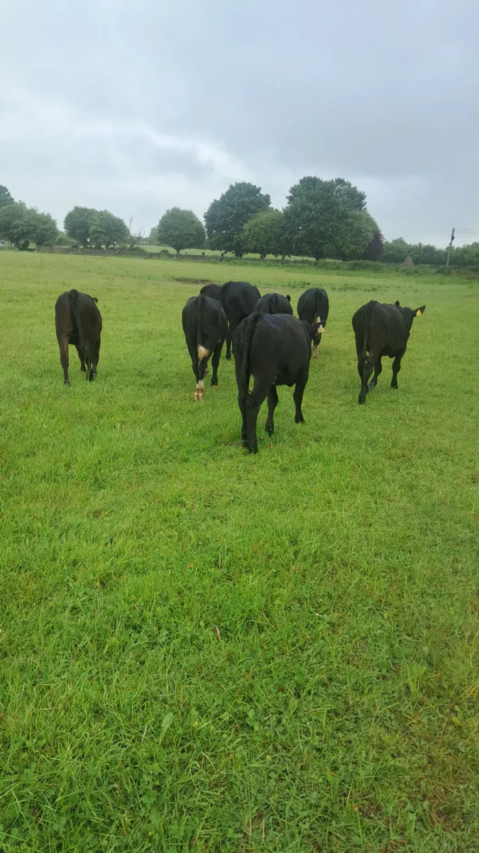 Weanling heifers - Image 4