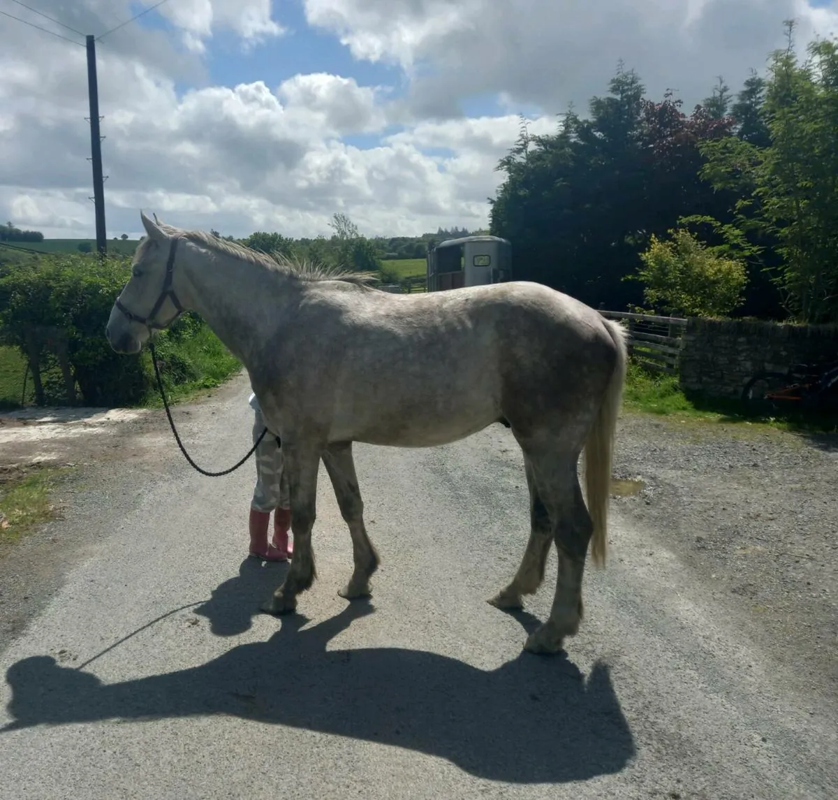 4 year old ISH gelding - Image 1