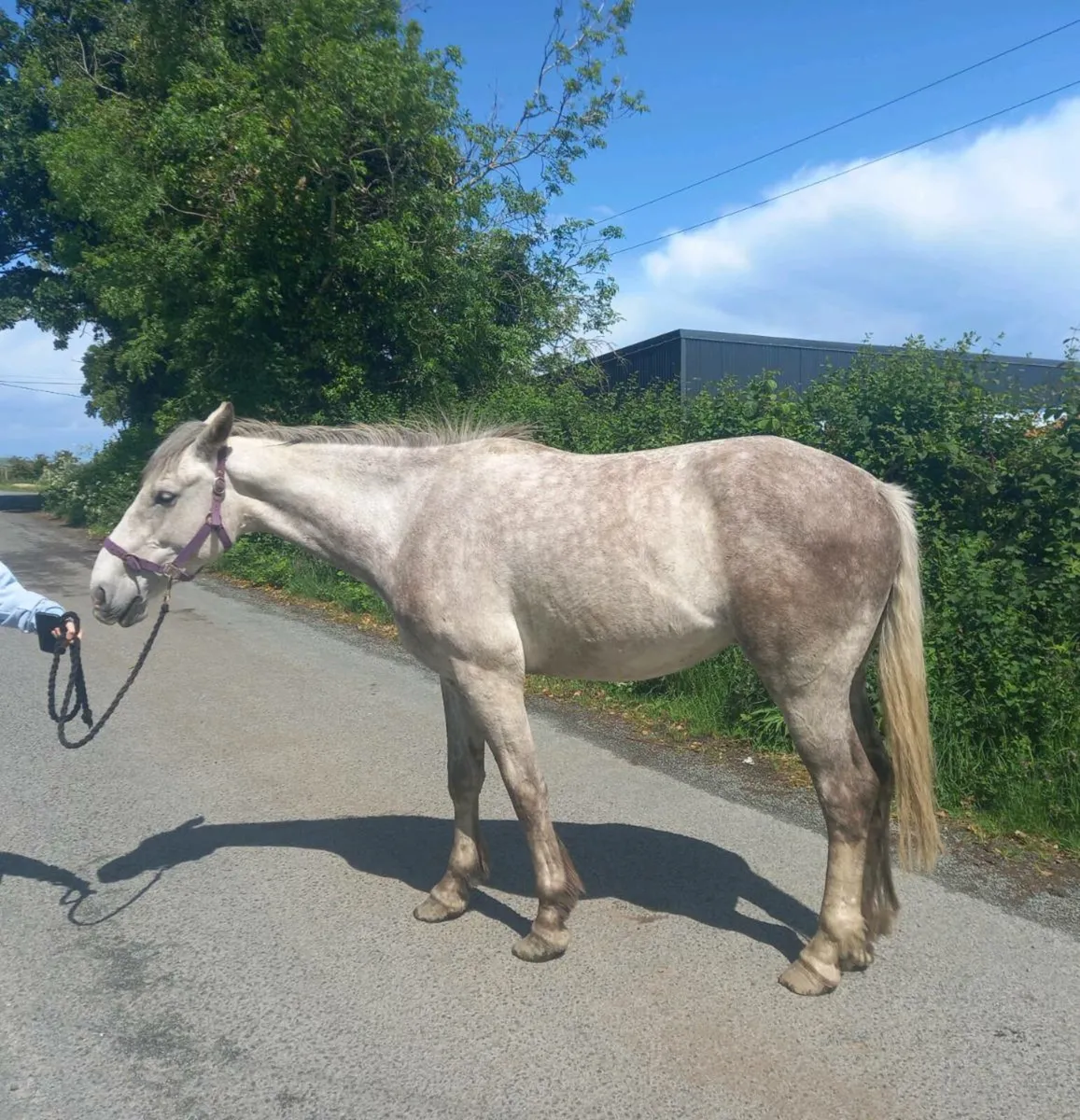 4 year old ISH gelding - Image 2