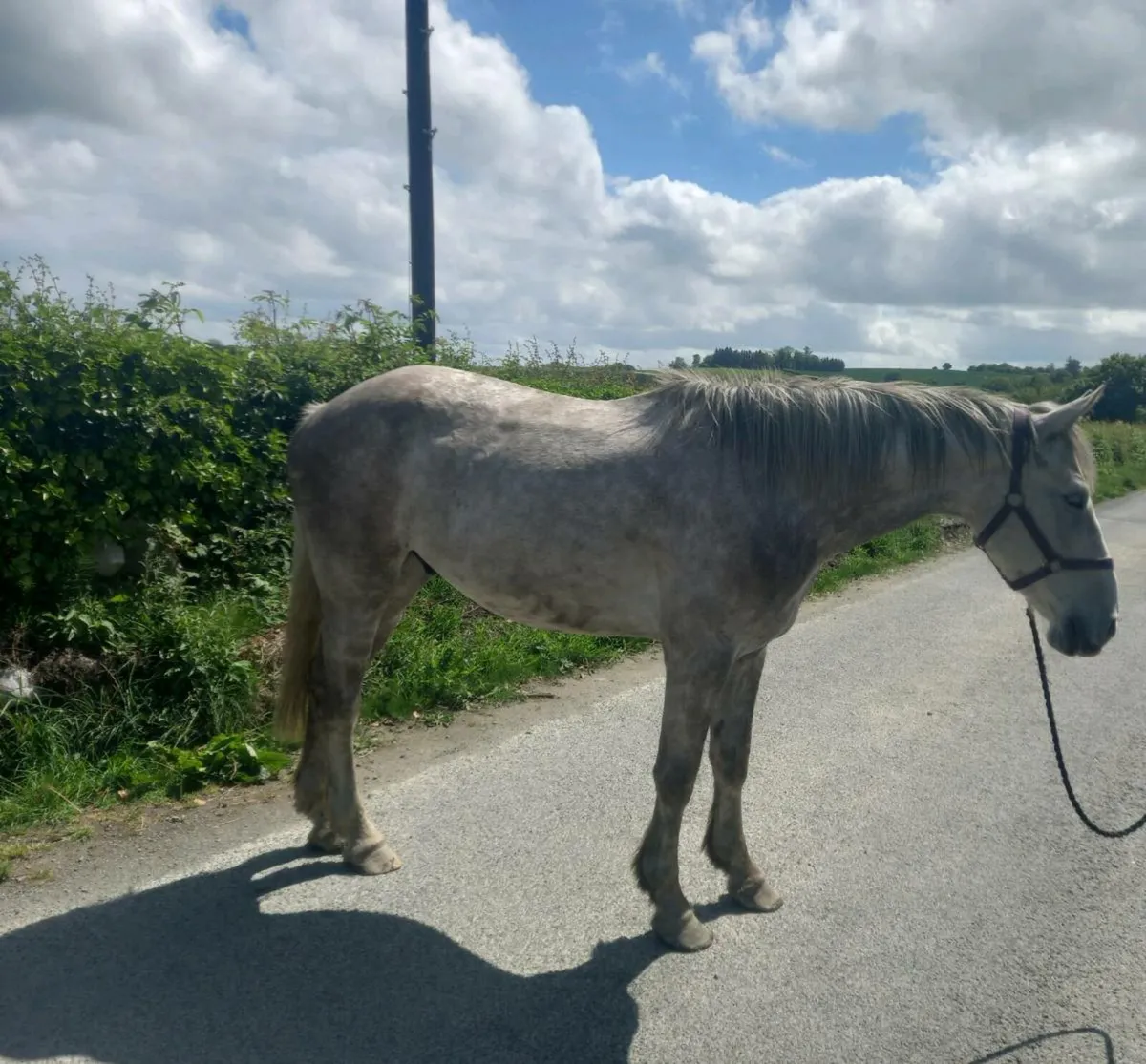 4 year old ISH gelding - Image 3
