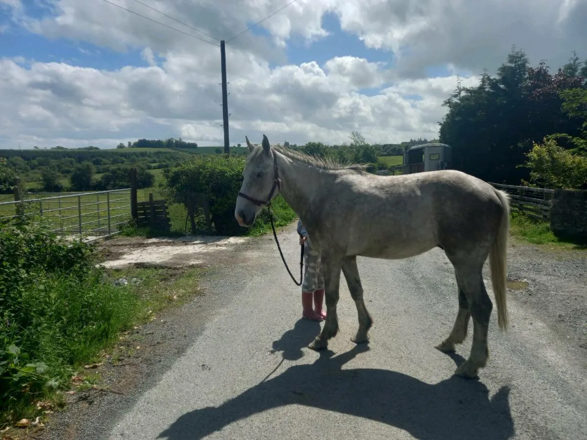4 year old ISH gelding - Image 4