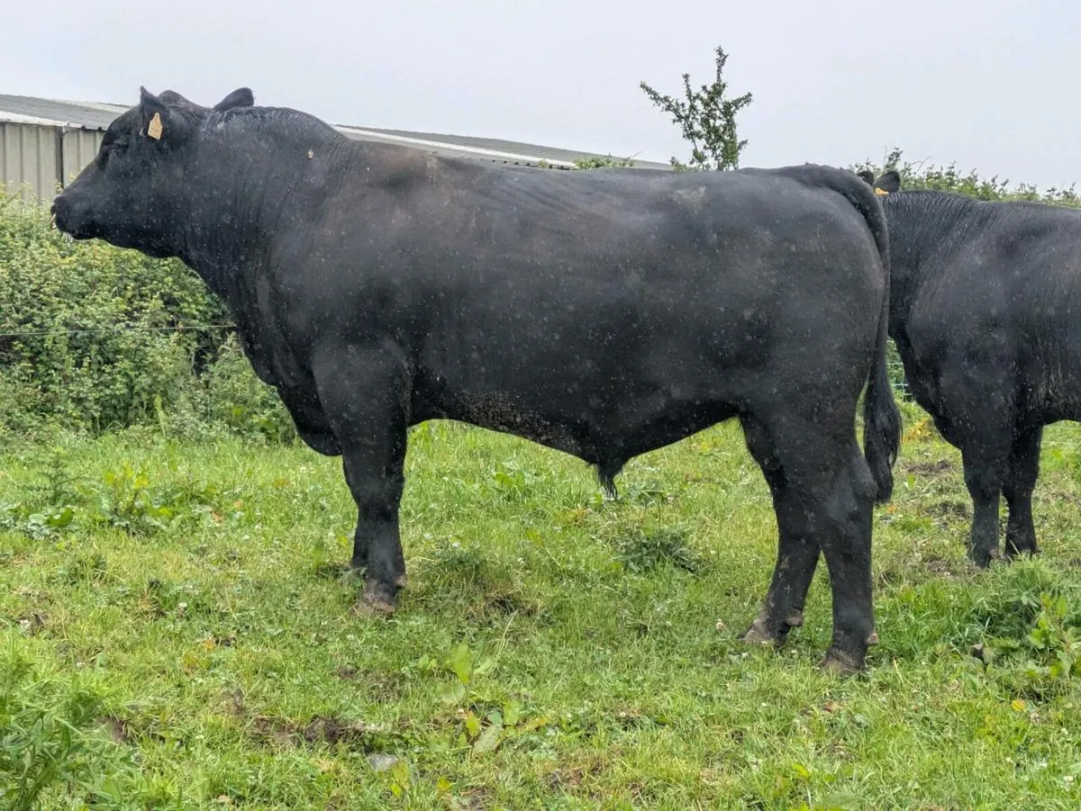 PBR Angus bulls - Image 1
