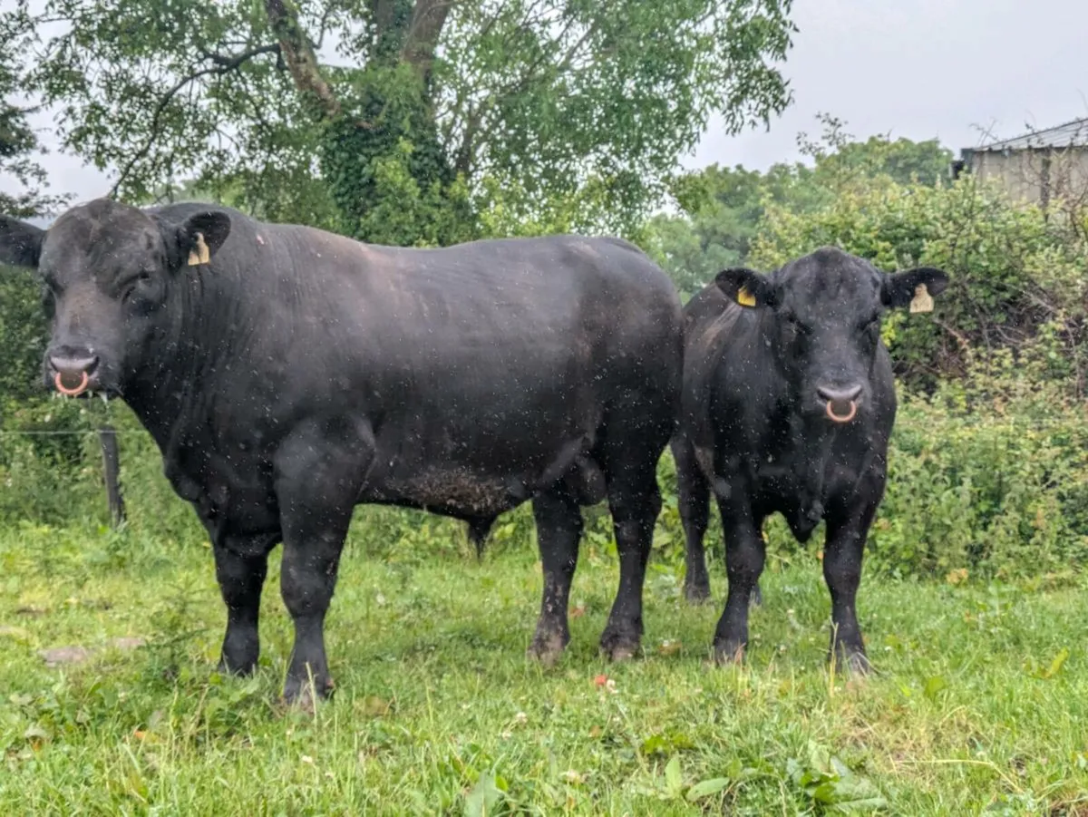 PBR Angus bulls - Image 2