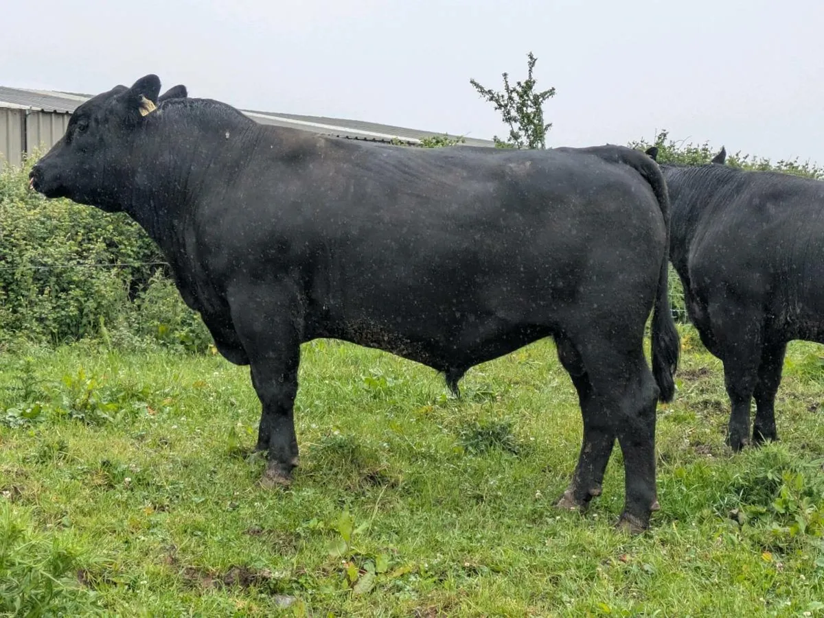 PBR Angus bulls - Image 3