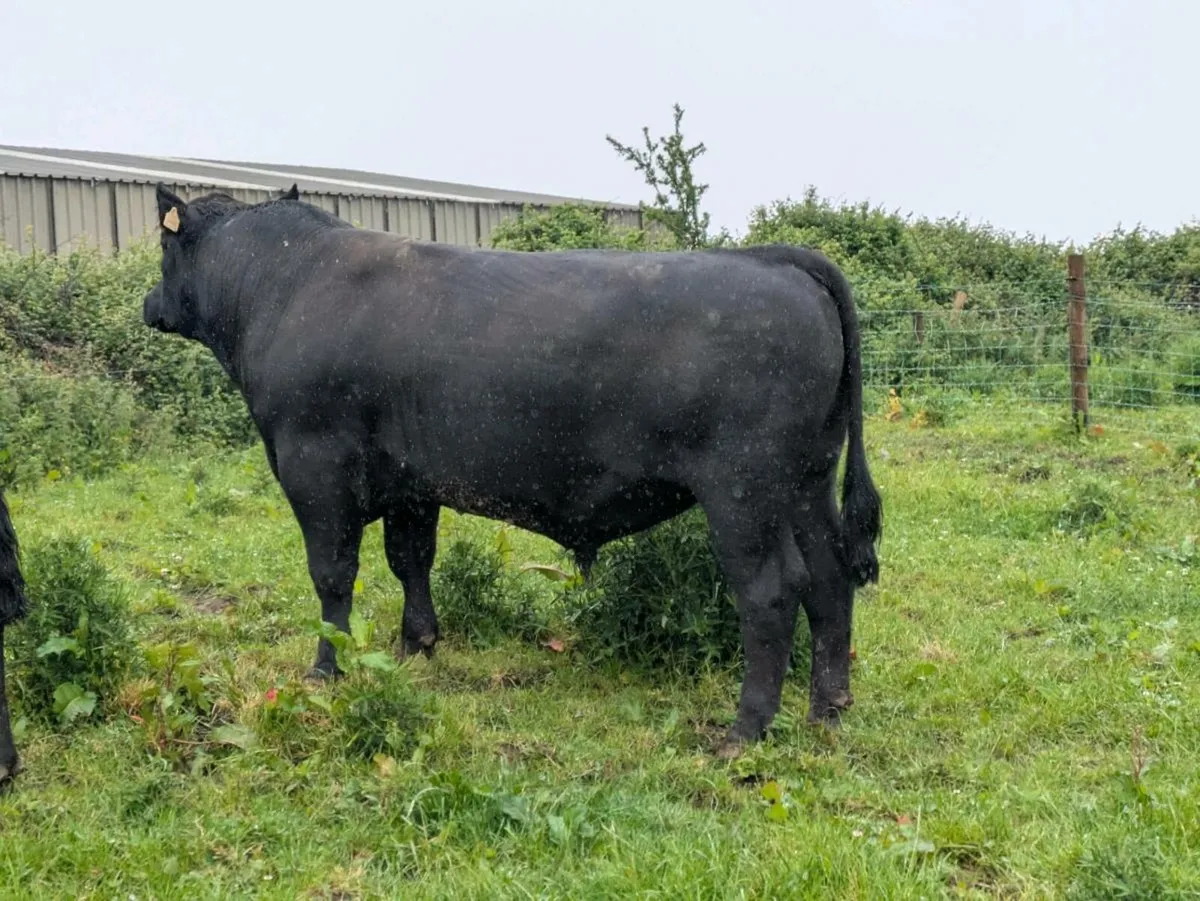 PBR Angus bulls - Image 4