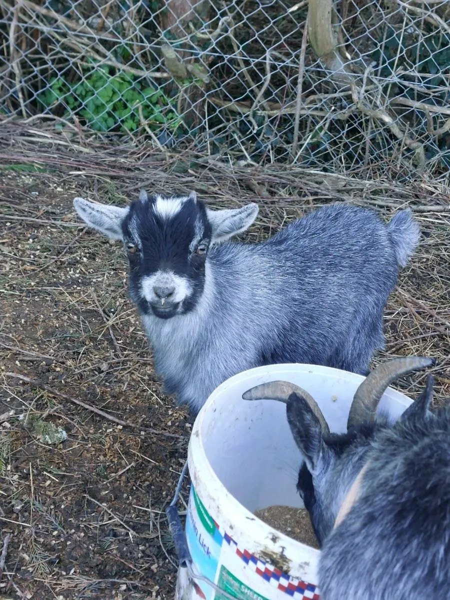 Pygmy kids - Image 4