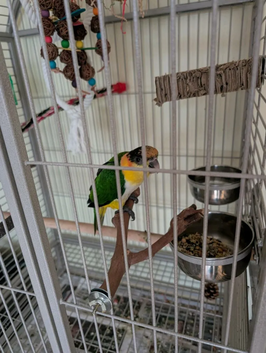 Baby Caique Hard reared male - Image 1
