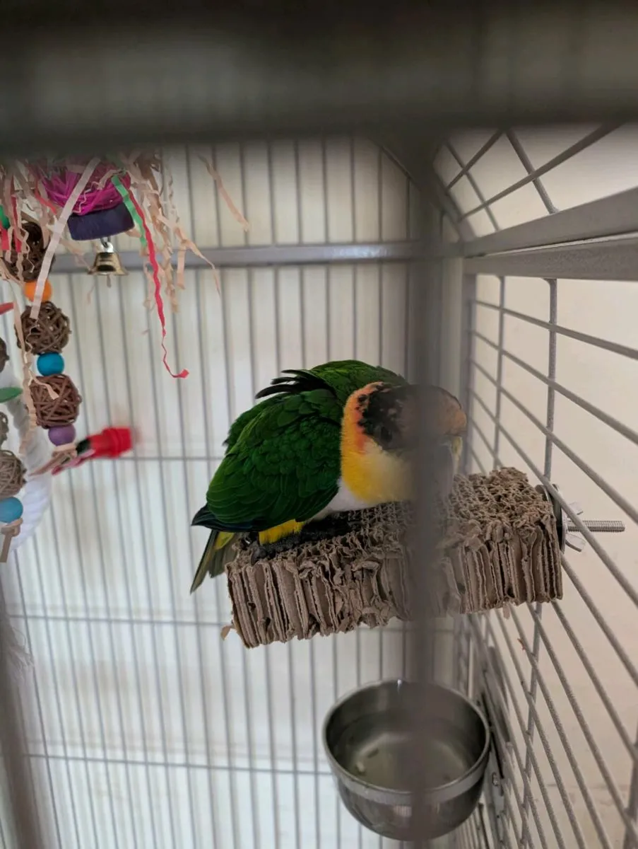 Baby Caique Hard reared male - Image 2