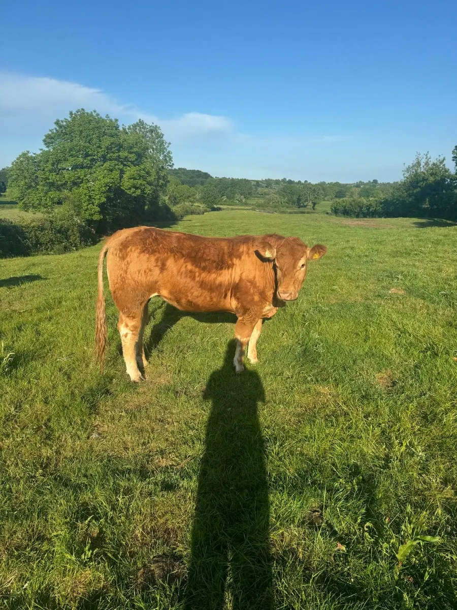 Ballymahon Mart - Image 1