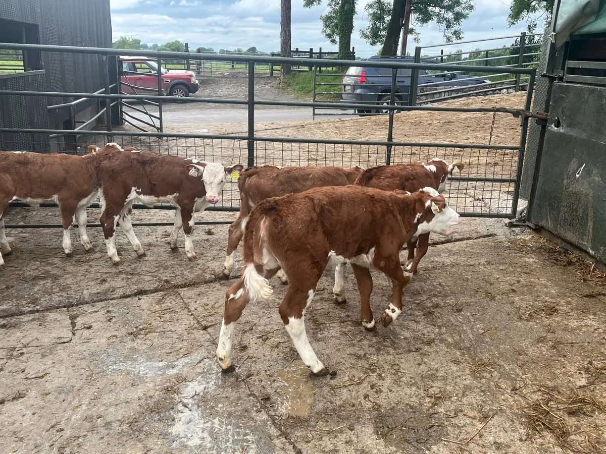 5 super  red whitehead reared heifers - Image 1