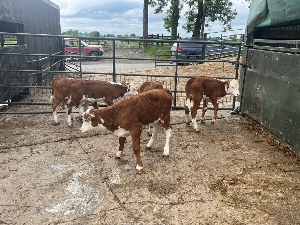 5 super  red whitehead reared heifers - Image 2