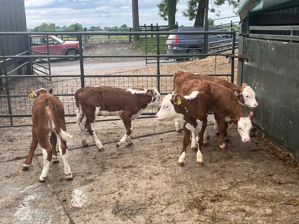 5 super  red whitehead reared heifers - Image 3