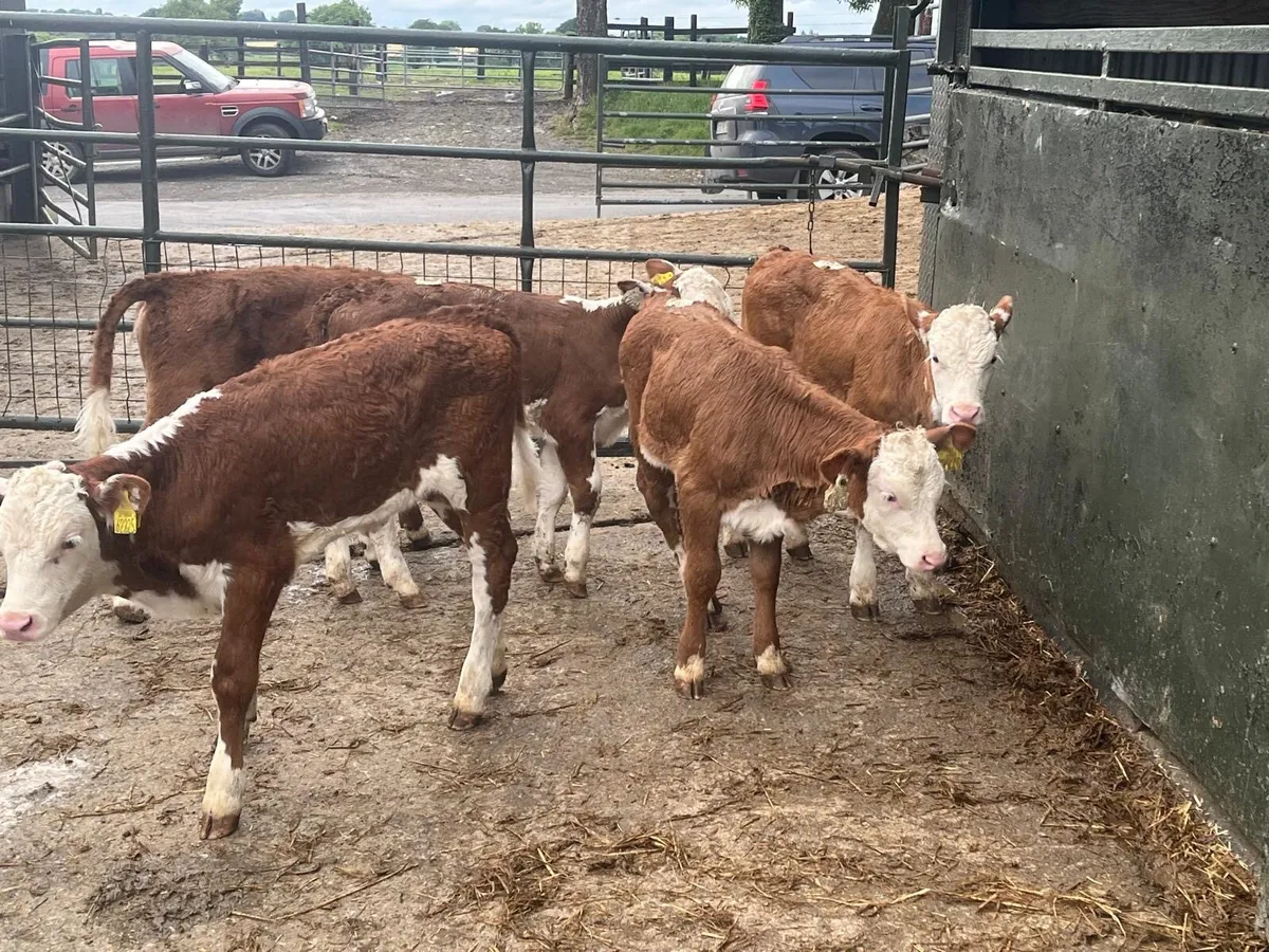 5 super  red whitehead reared heifers - Image 4