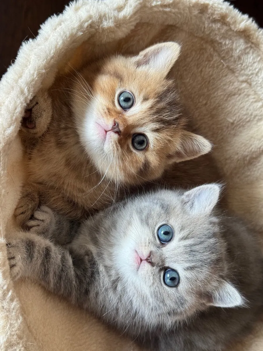 Cats - Image 1