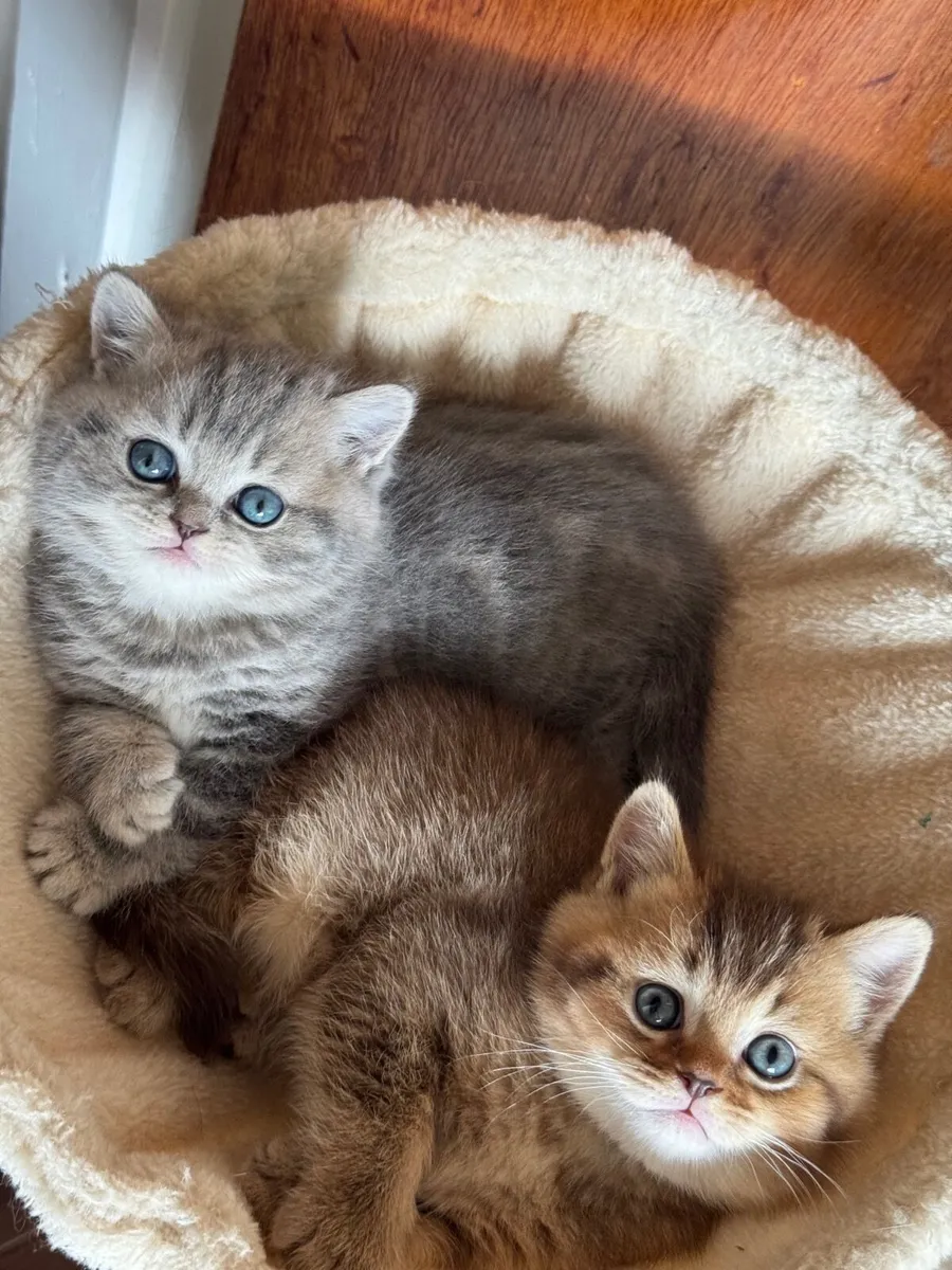 Cats - Image 2