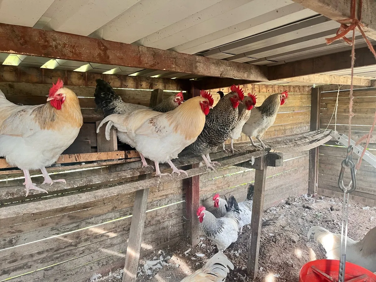 Meat birds rosters - Image 2