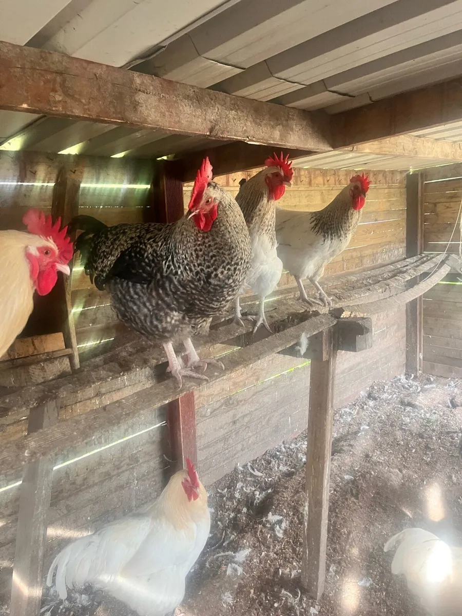Meat birds rosters - Image 1
