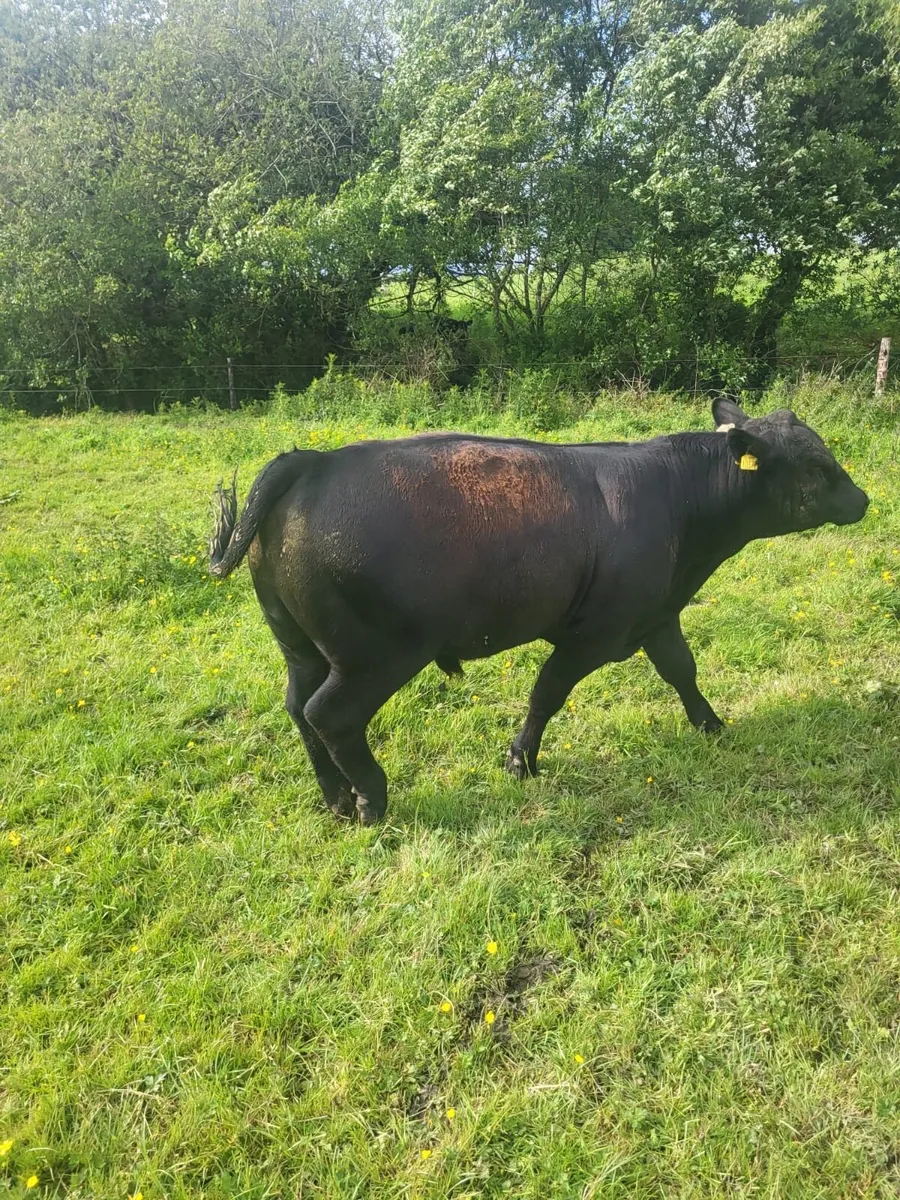 Pb Angus bull - Image 2