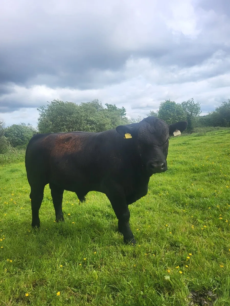 Pb Angus bull - Image 3