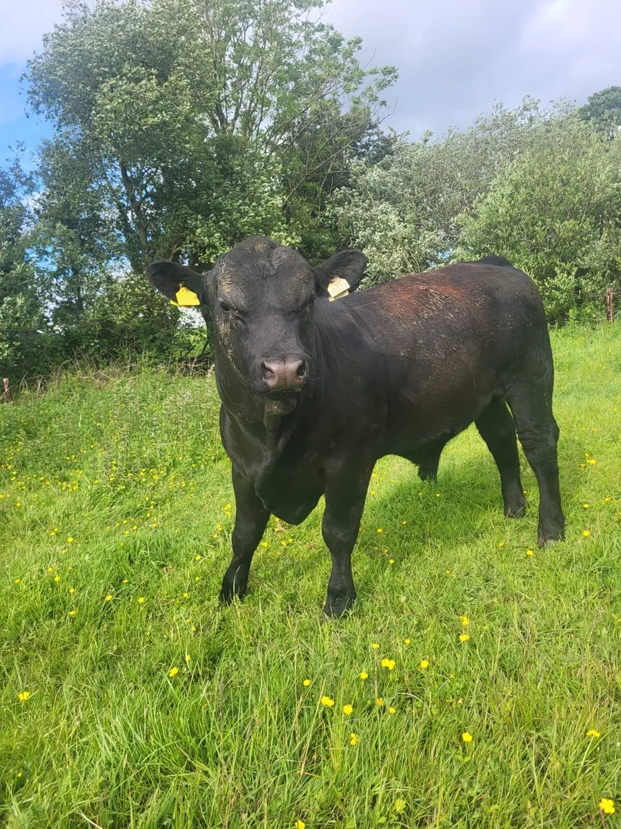 Pb Angus bull - Image 1