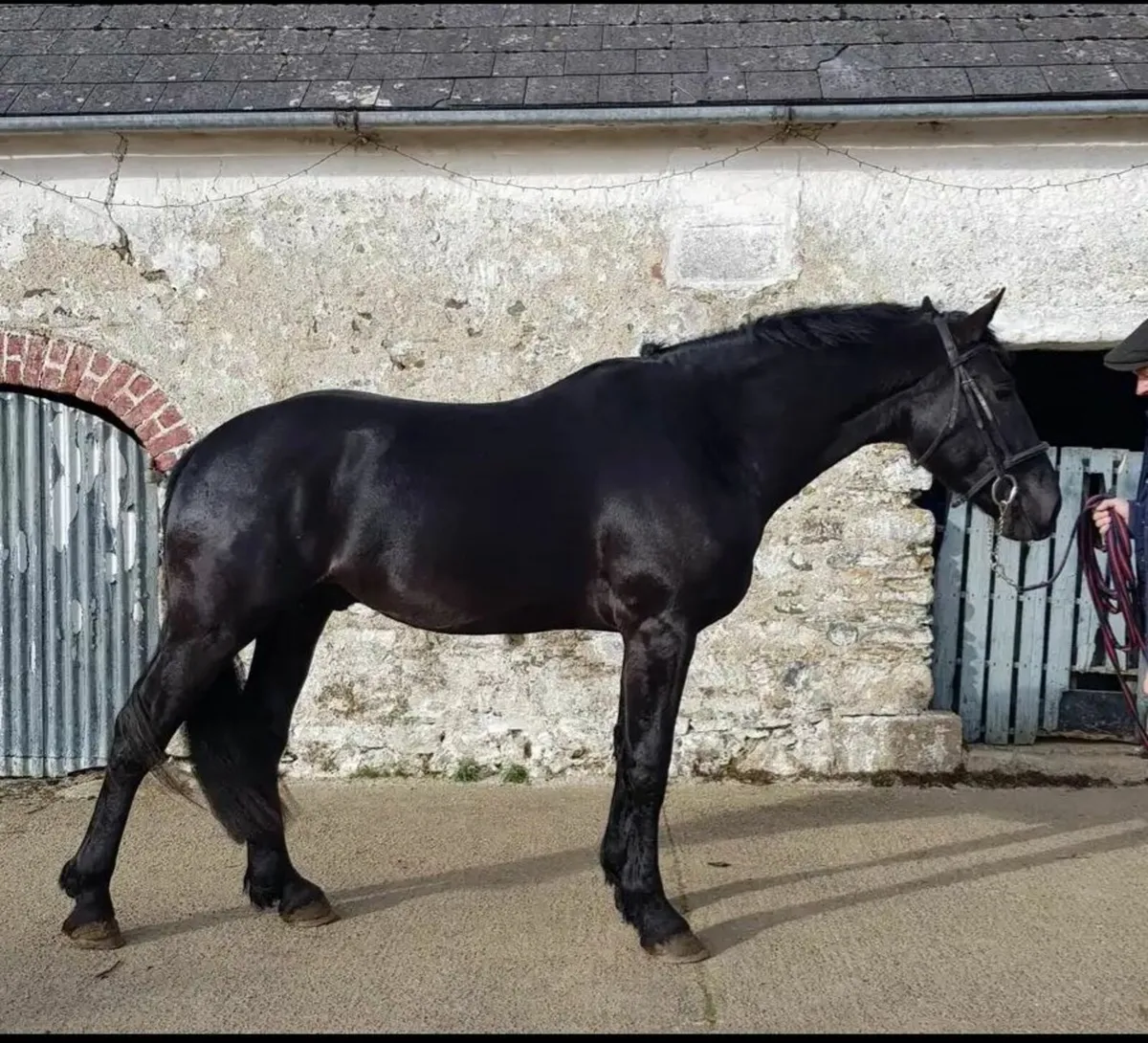 Irish Draught Stallion at Stud - Image 1