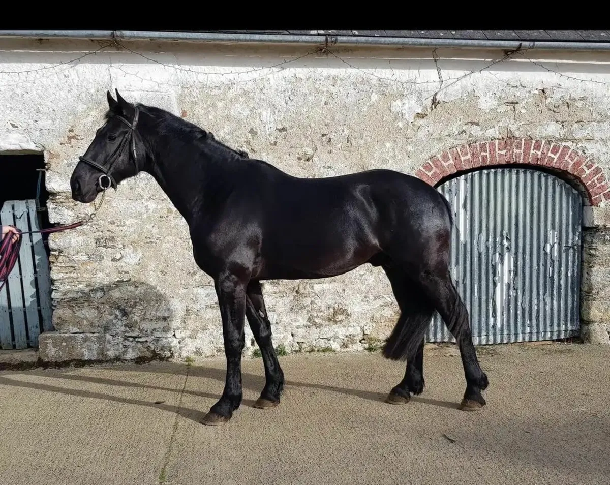 Irish Draught Stallion at Stud - Image 2