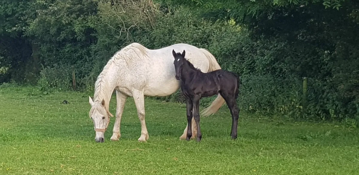 Irish Draught Stallion at Stud - Image 4