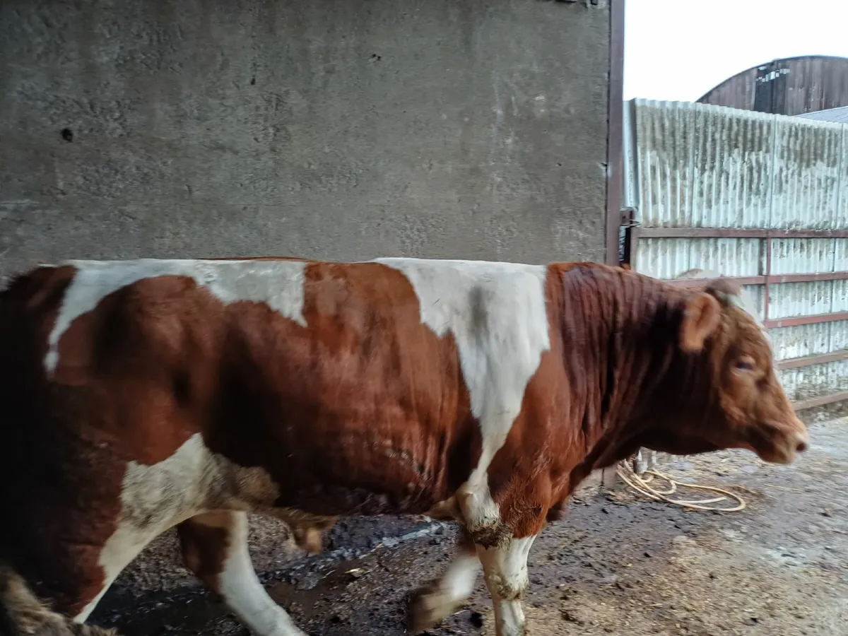 Simmental Bull - Image 1