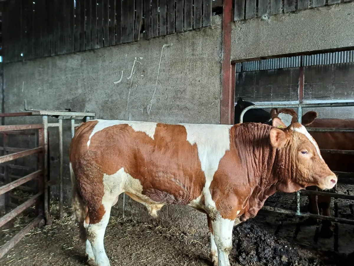 Simmental Bull - Image 2